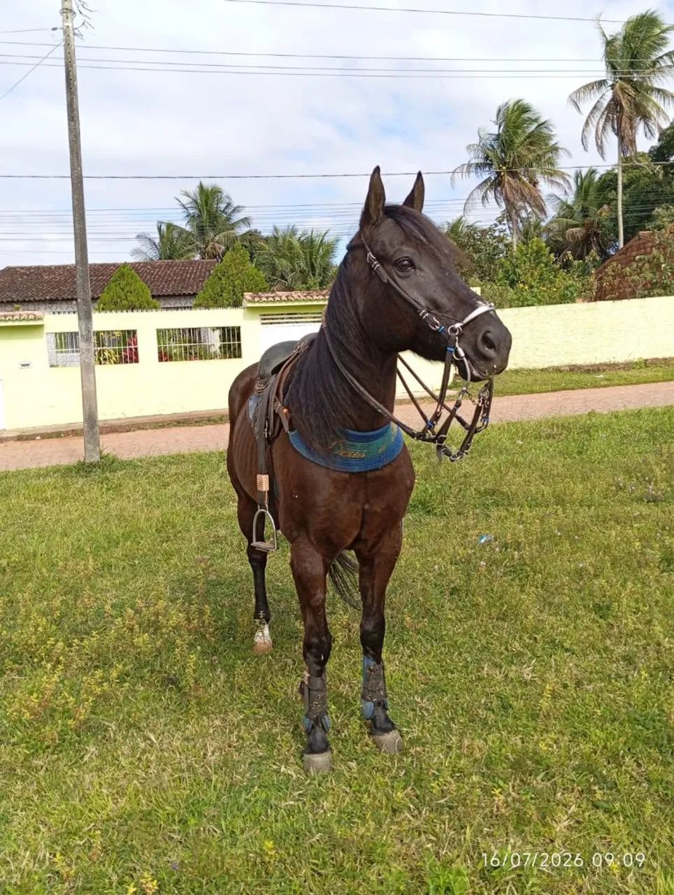 Cavalo QM - Foto 2