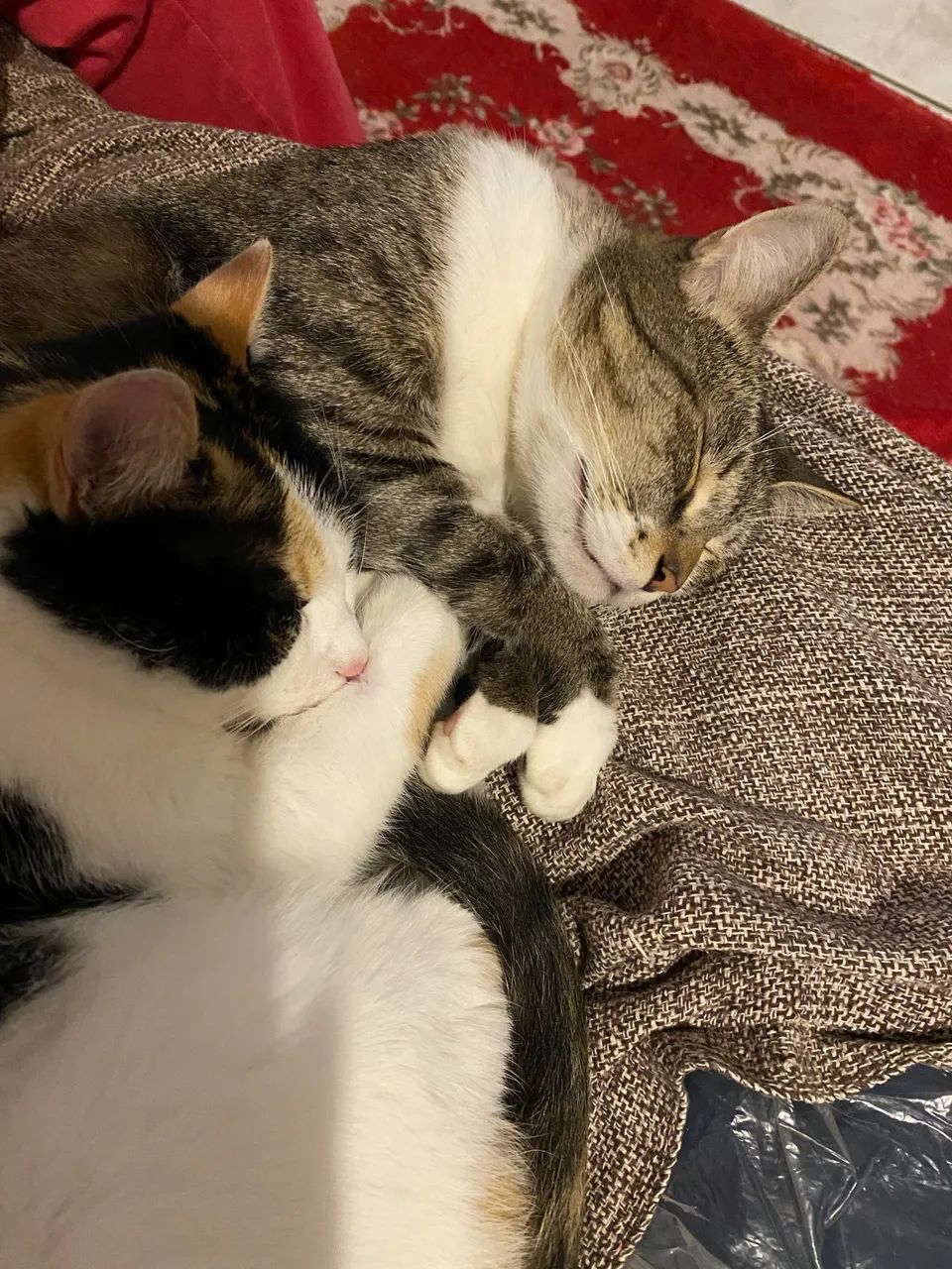 Pet - Foto 5