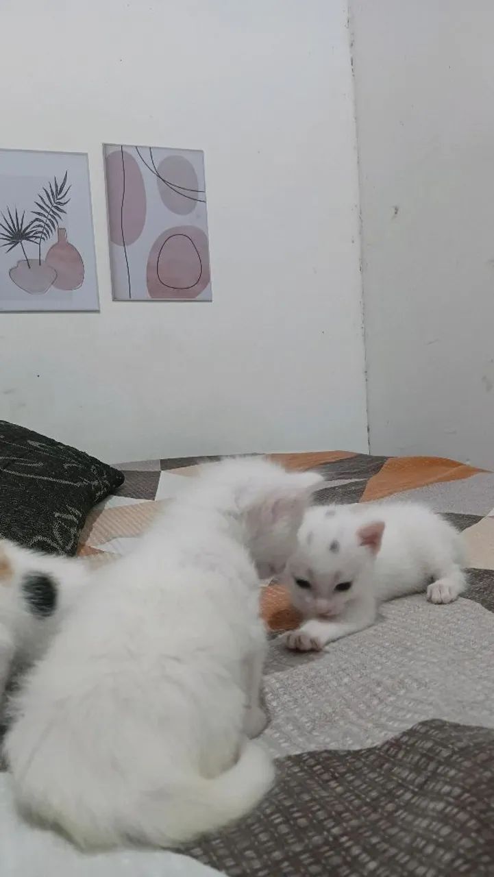 Adoção de gatinhas - Foto 2