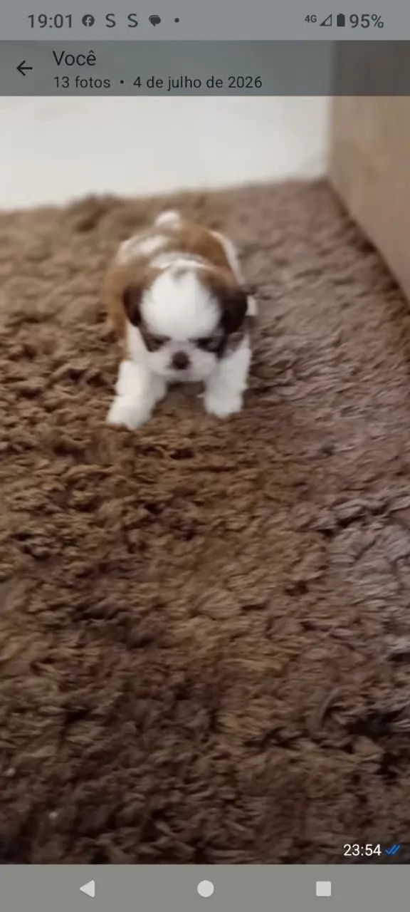 Mini Shin tzu . Eu tenho os filhotes mais lindos.  - Foto 2