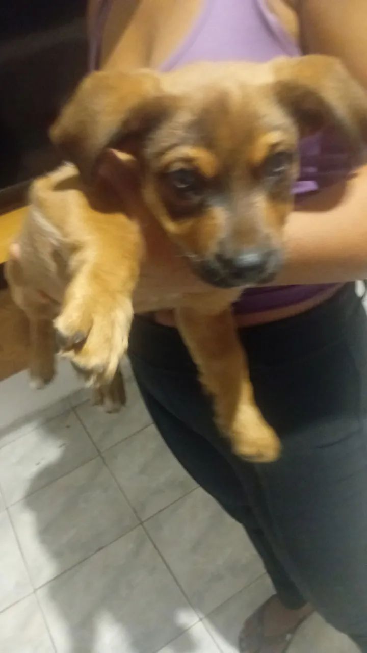 Cachorro - macho filhote - Foto 2