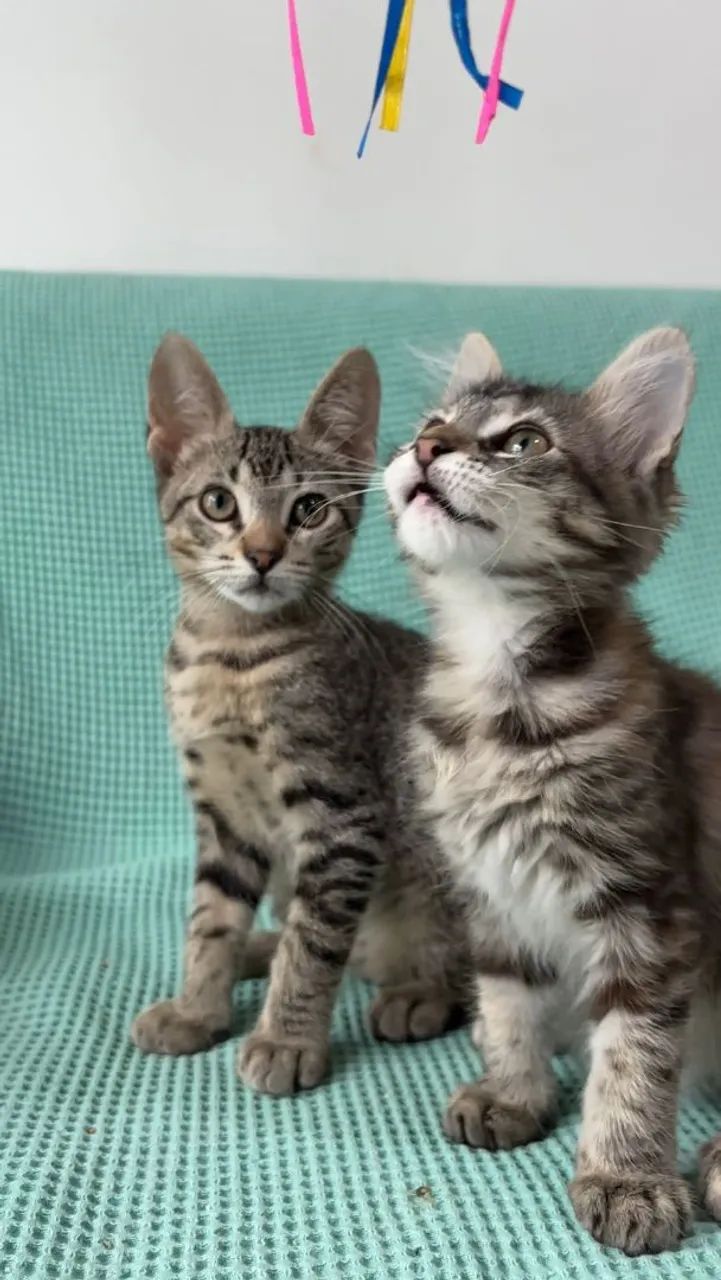 João e Sofia procuram um lar