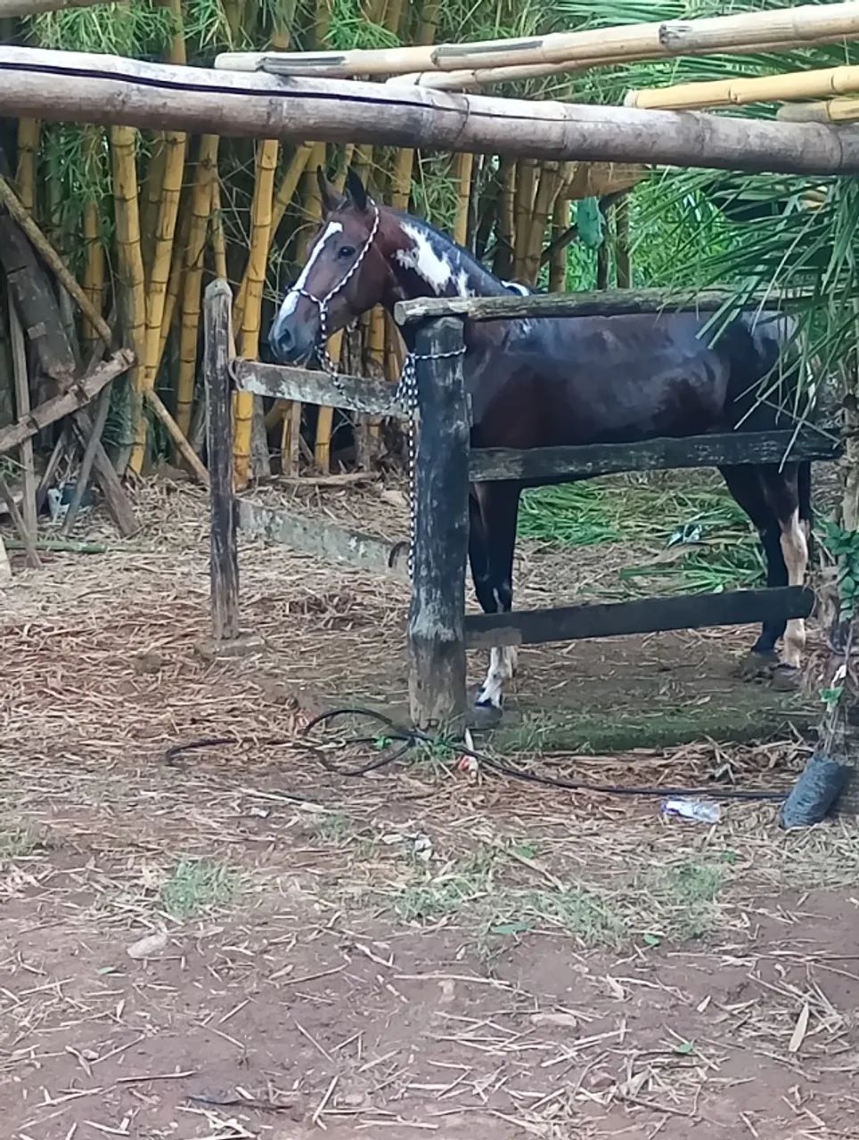 Égua  - Foto 2