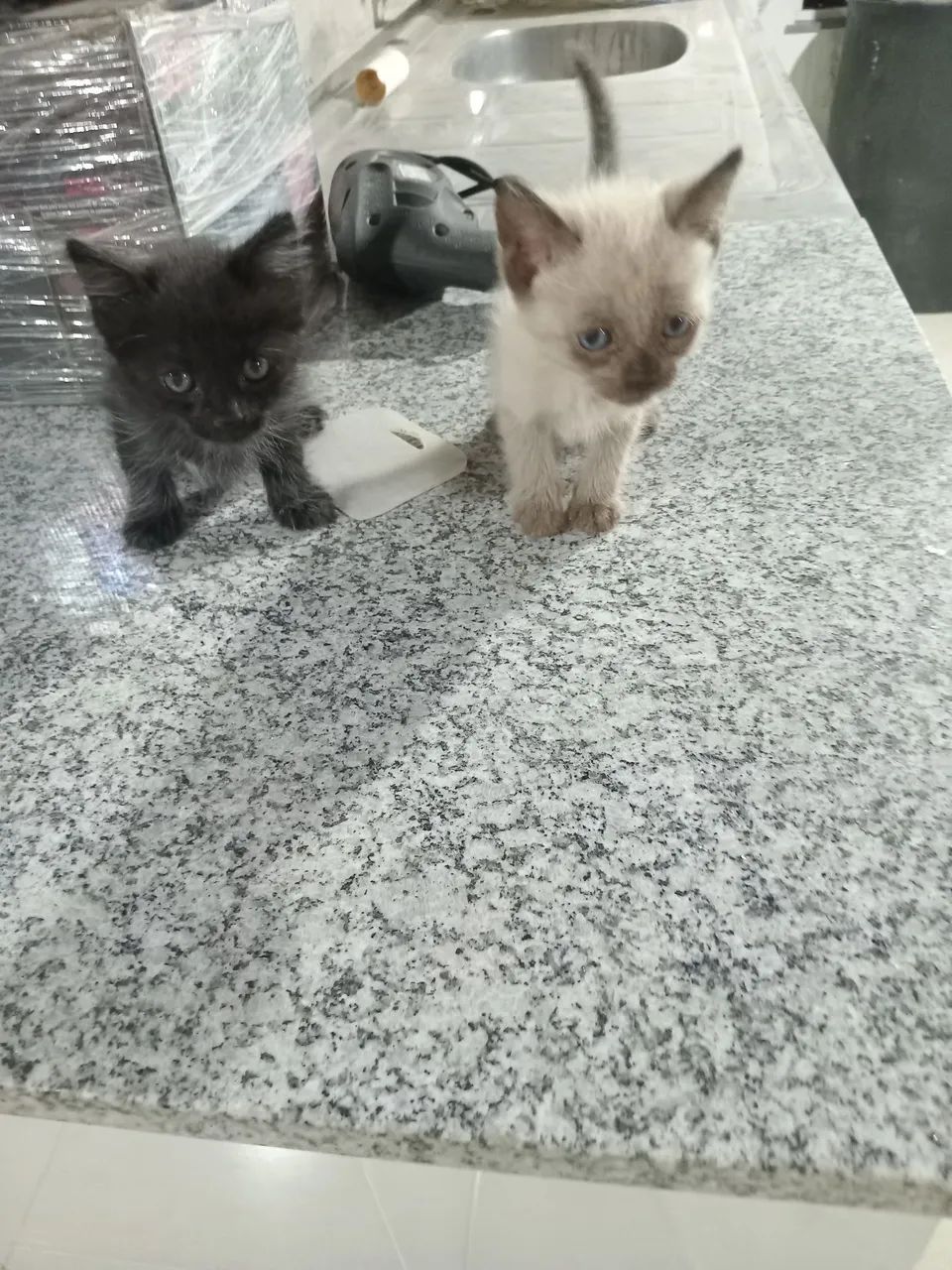 ADOTE DOIS FILHOTES LINDOS!