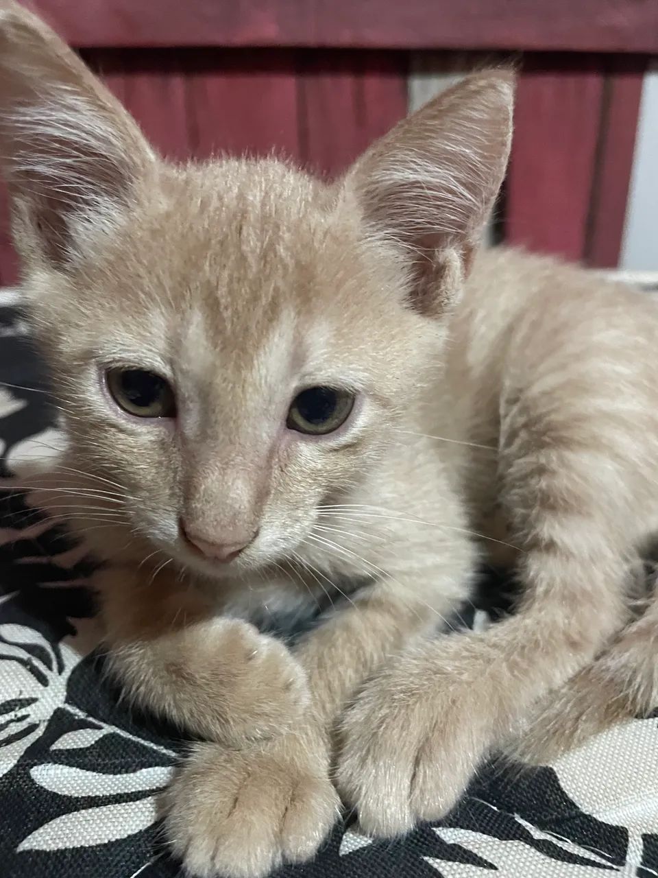 Gatinho  - Foto 3