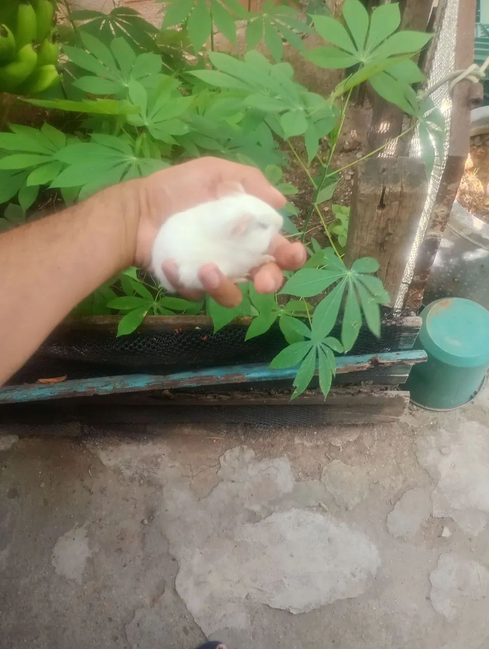 Porquinhos da índia filhote  - Foto 6