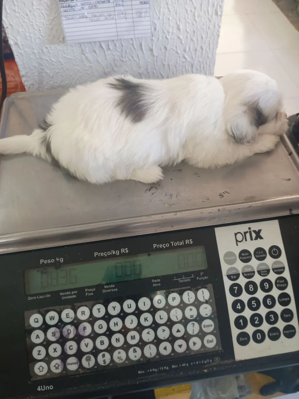 Shitzu - Foto 4