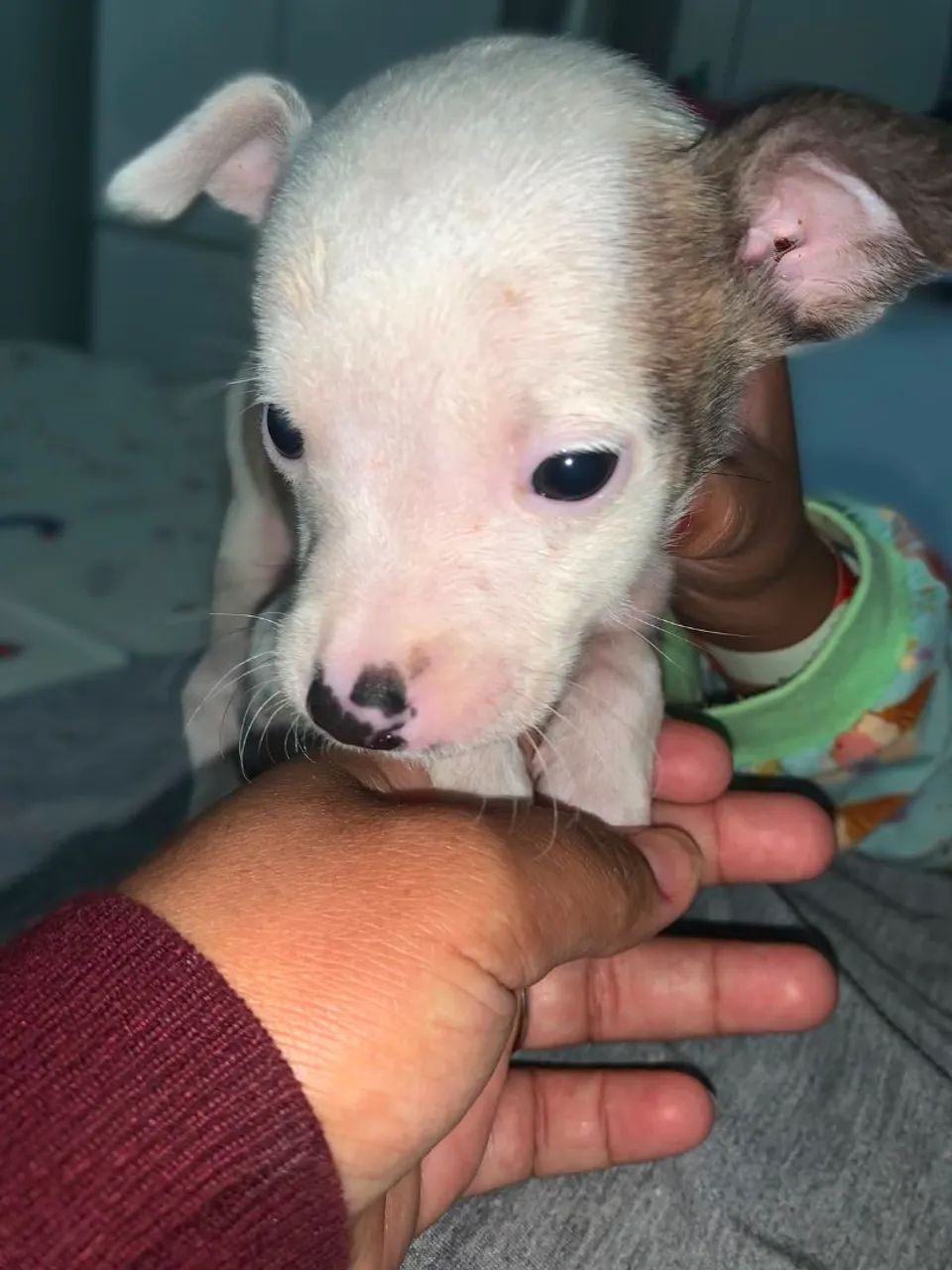 Cachorro 