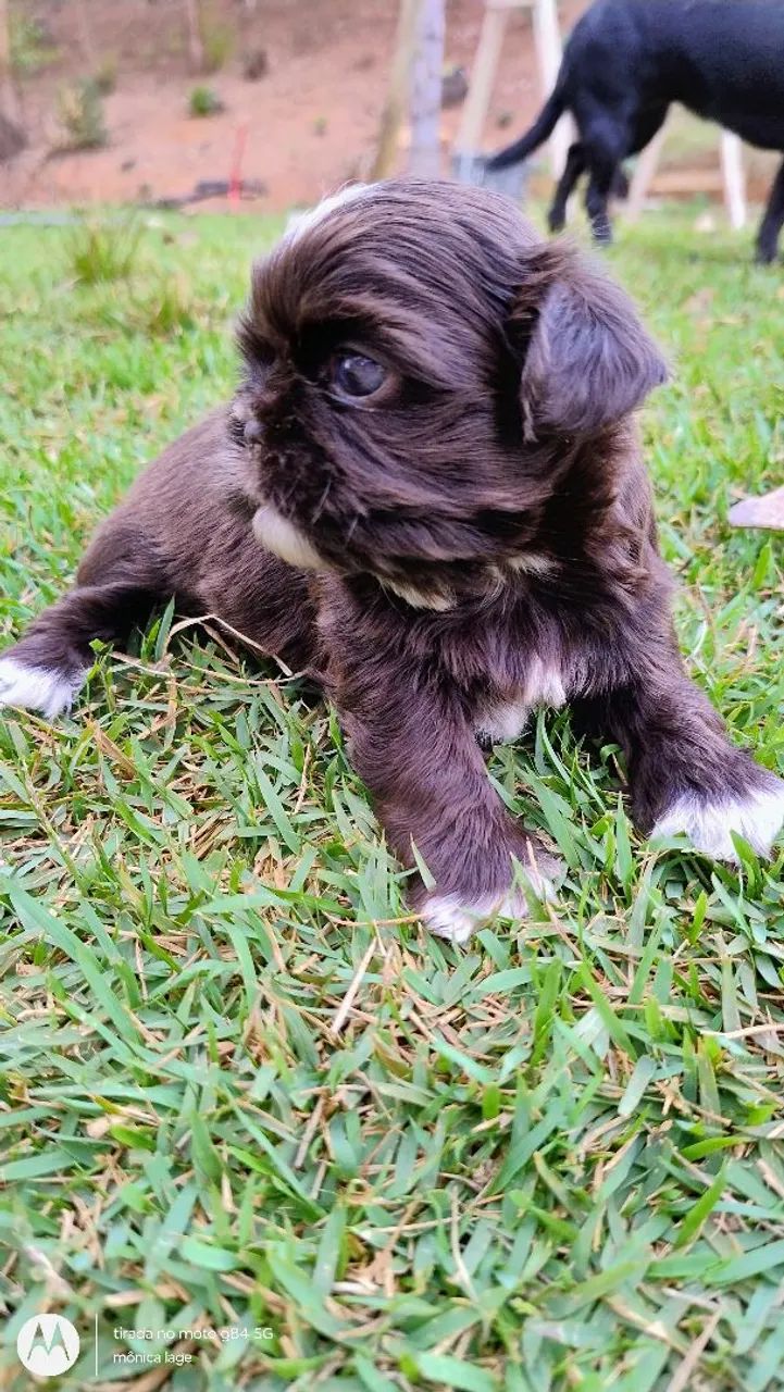Cachorro  - Foto 3