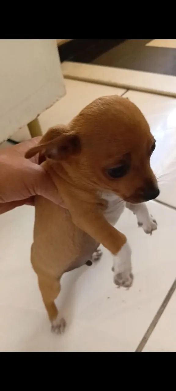Cachorro Pincher 2 - Foto 2