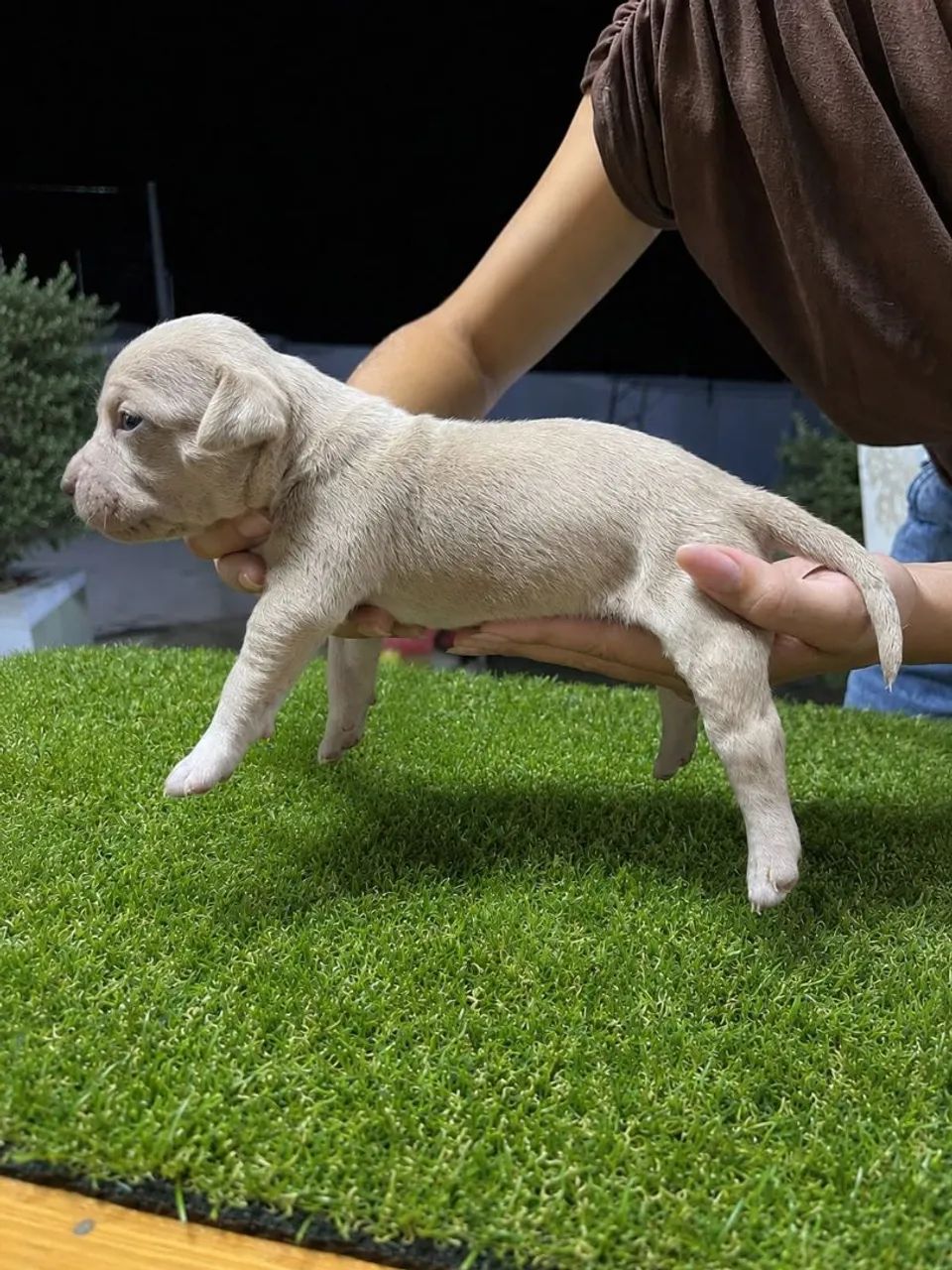Filhotes de Pit Monster, com pedigree IBC - Foto 5