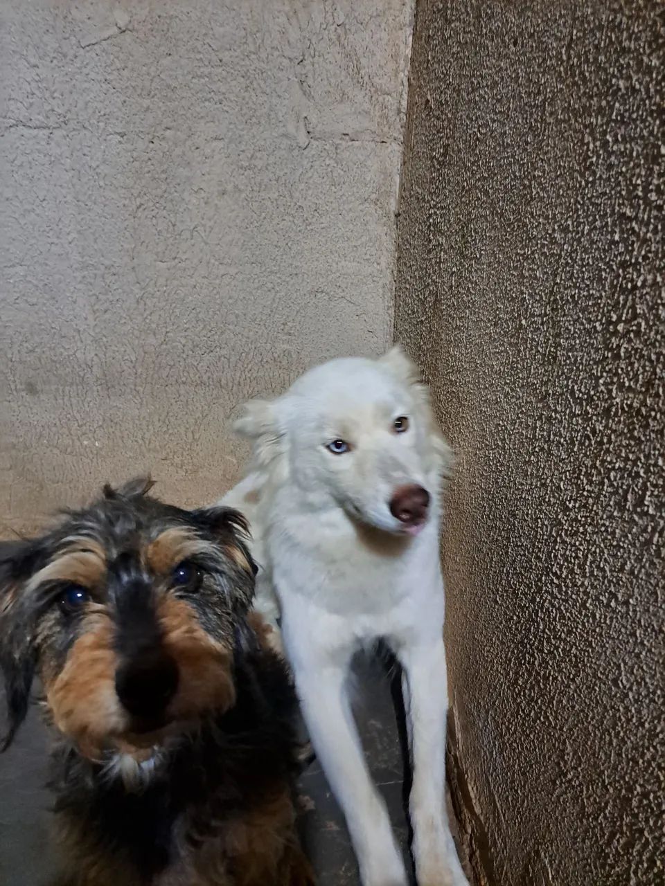 Vendo hasky - Foto 5