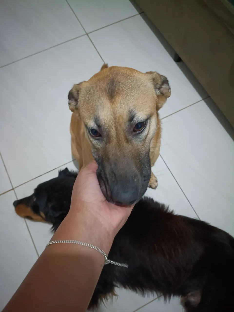 Adoção responsável 