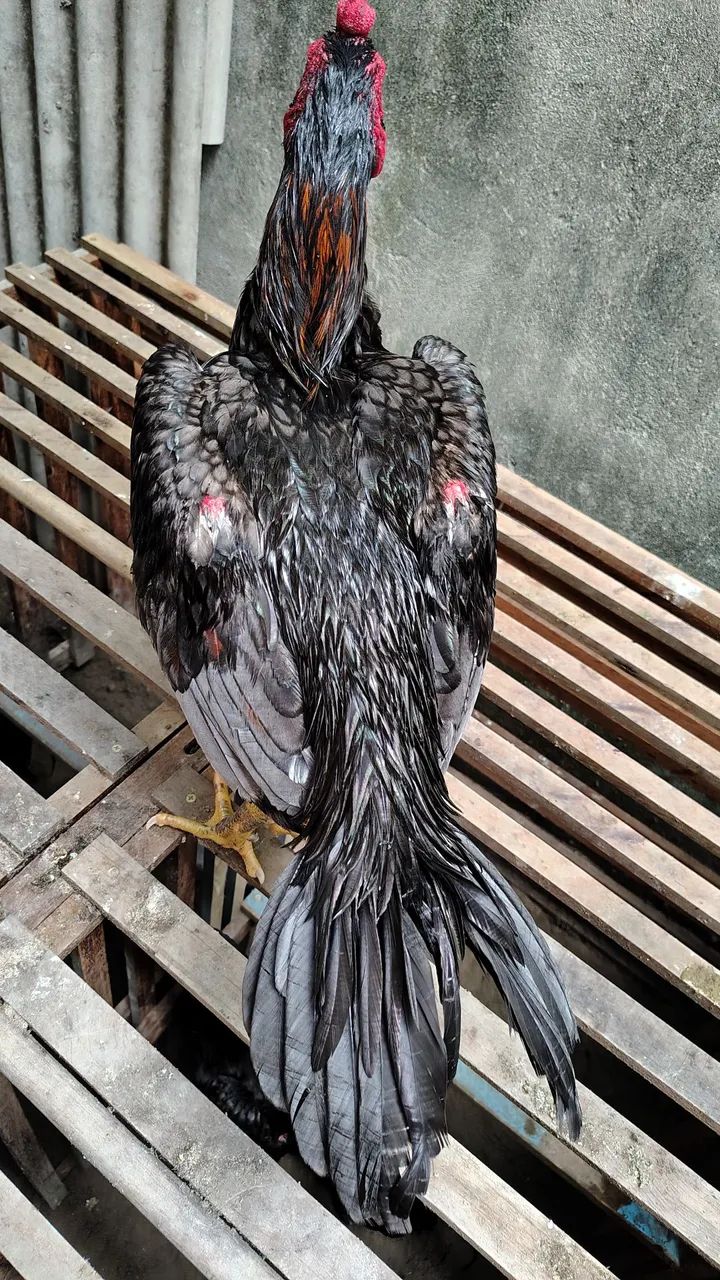 Frangos Mura com 10 meses em torno de 3 kg ideal para reprodutor valor individual r$ 500 - Foto 5