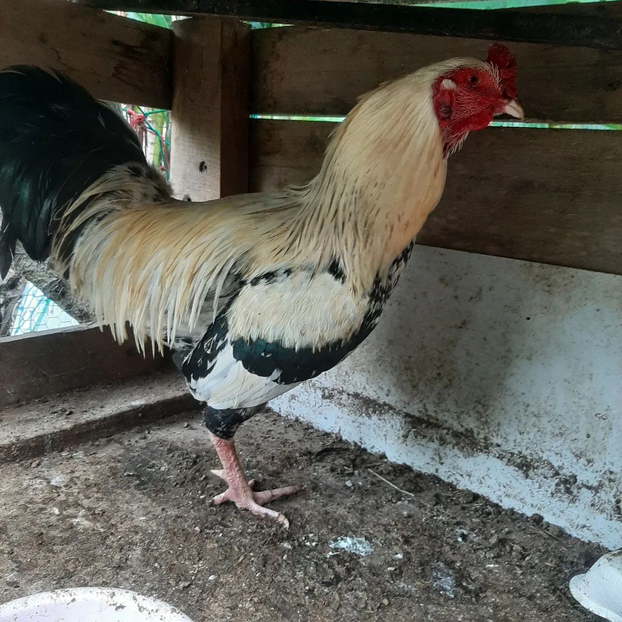 Galos