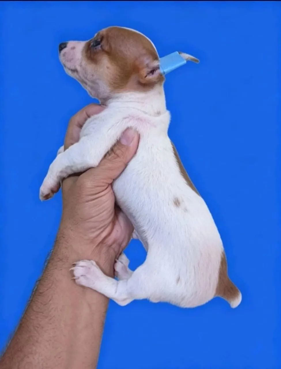 Pinscher macho 