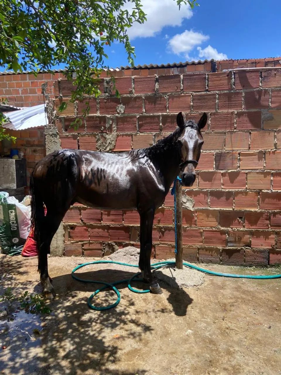 Vende-se cavalo potro 1 ano margalada Machador picado original manso - Foto 3