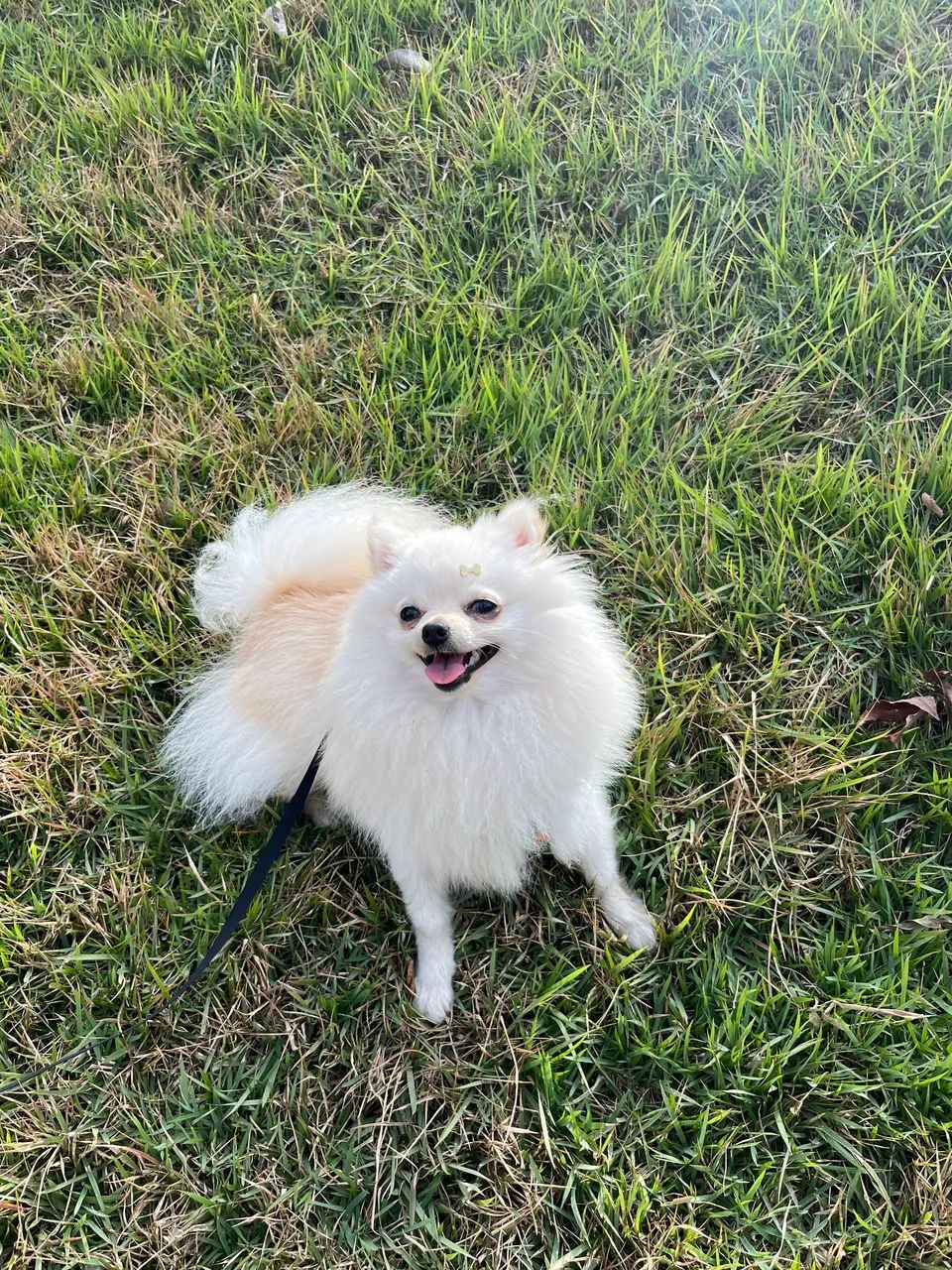 Spitz anão branco - Foto 2