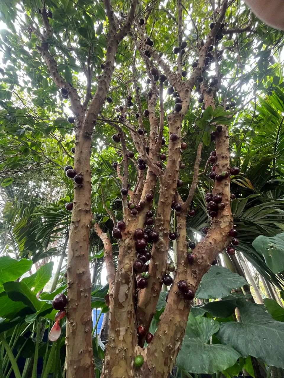 Pé de jabuticaba com frutos  - Foto 2