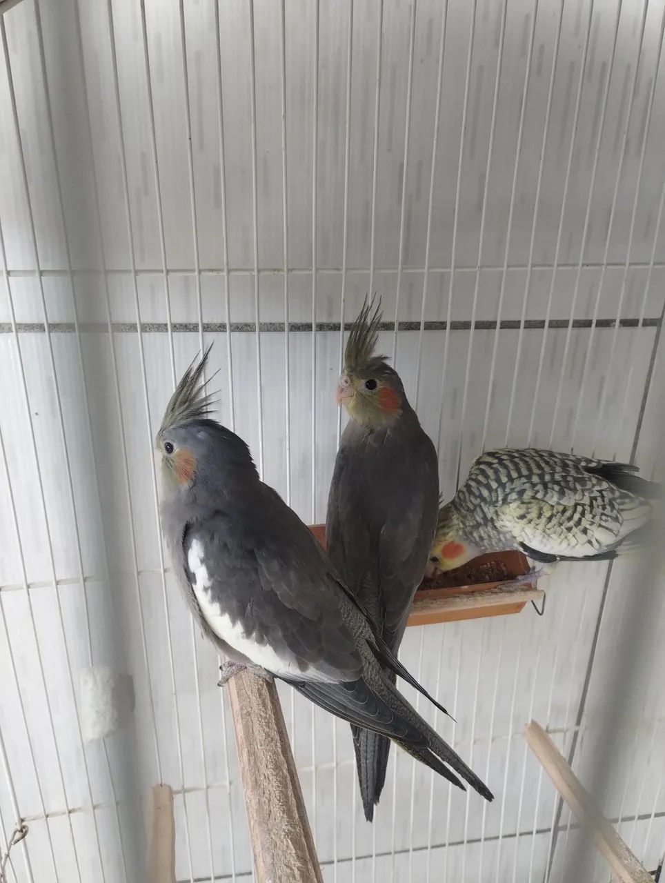 Animal  - Foto 3