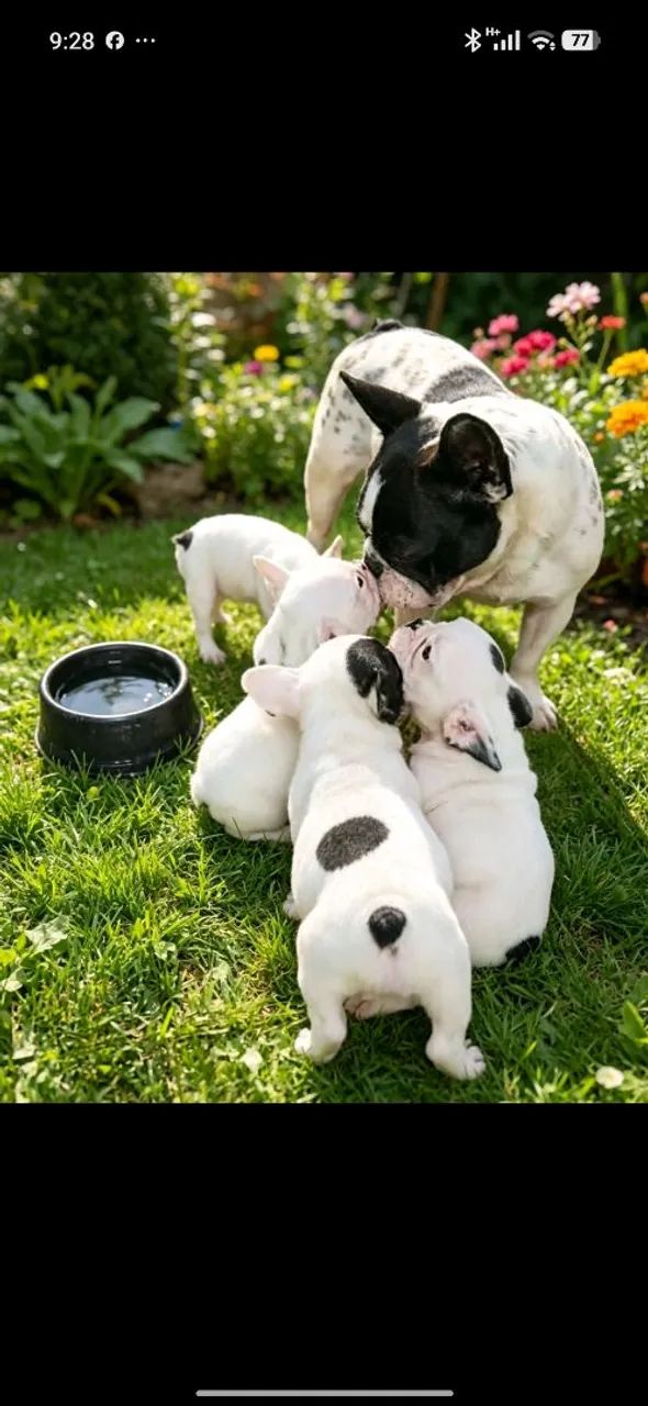 Bulldog francês  - Foto 3