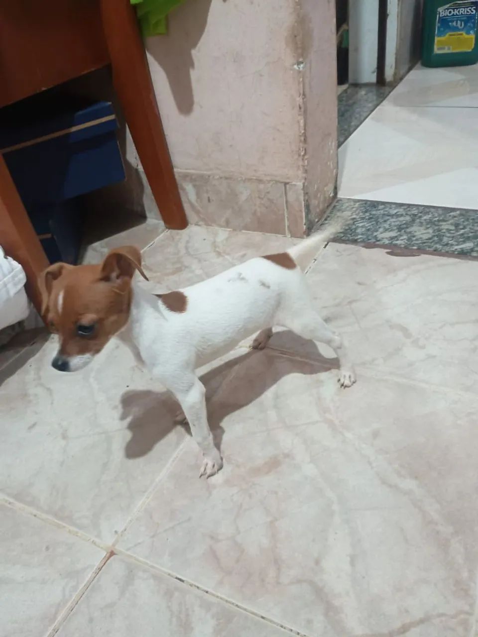 Cachorro Pincher  - Foto 4