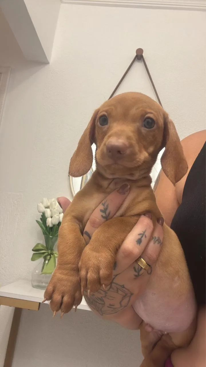 Vendo lindos filhotes de Basset dachshund  - Foto 4