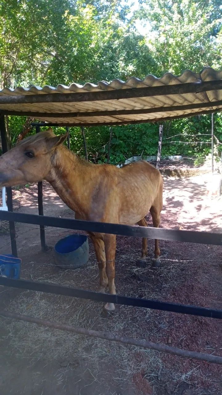 Cavalo - Foto 2