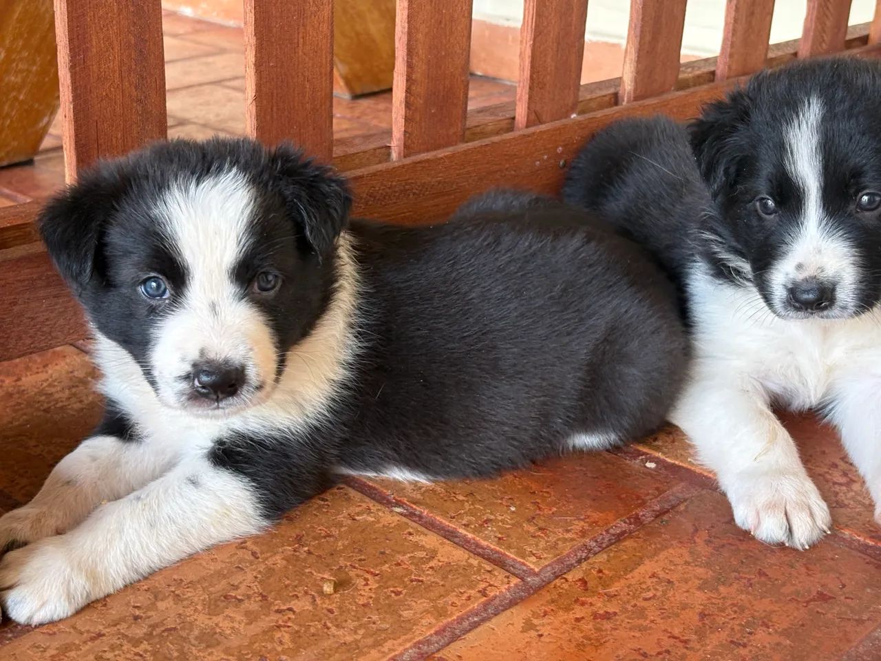 Border collie  - Foto 2