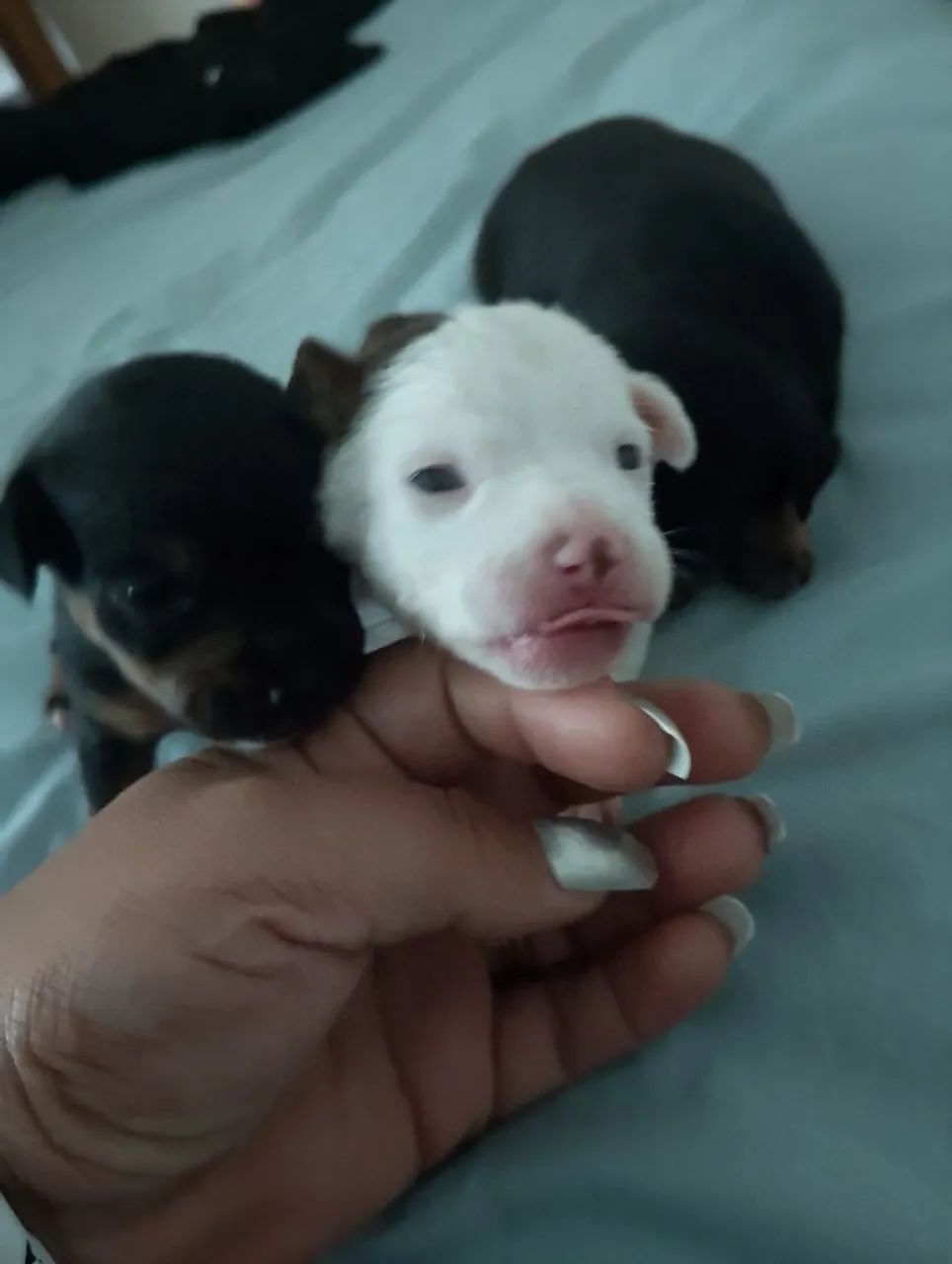 Pinscher  - Foto 3