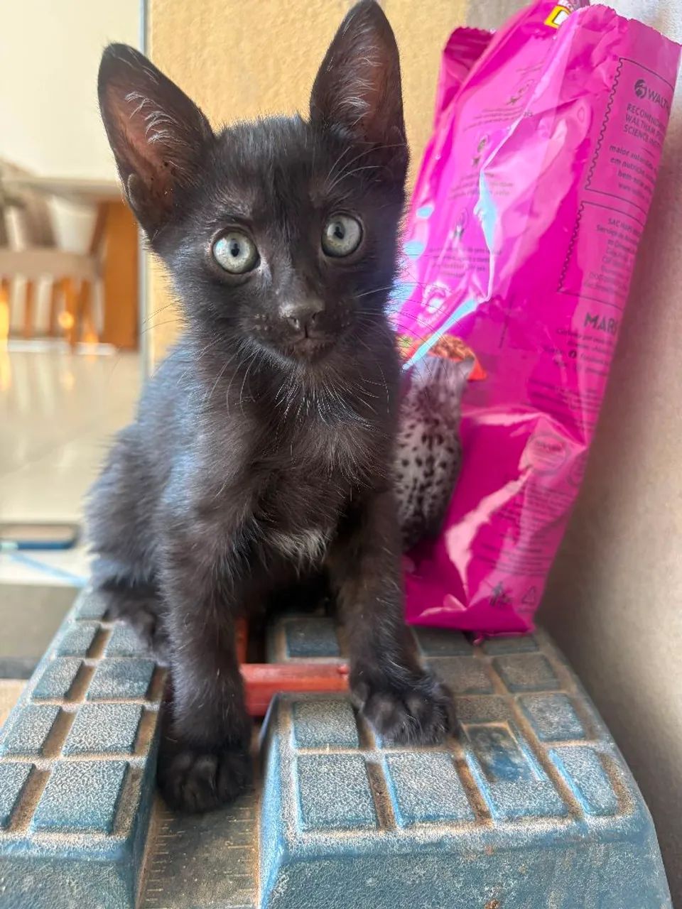 Adote um gatinho - Foto 2