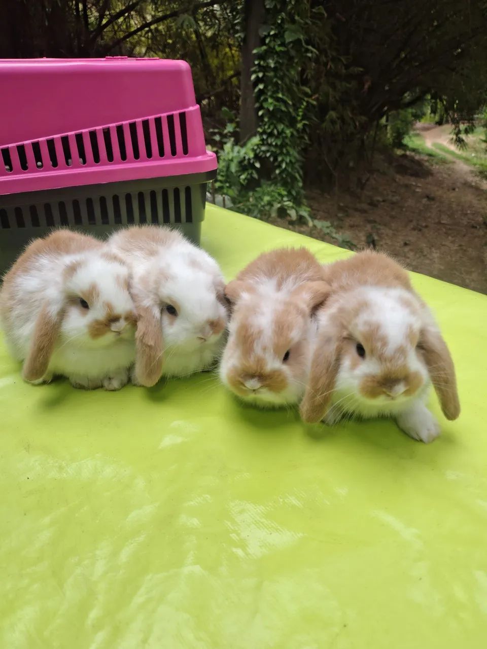 Coelhos  - Foto 5