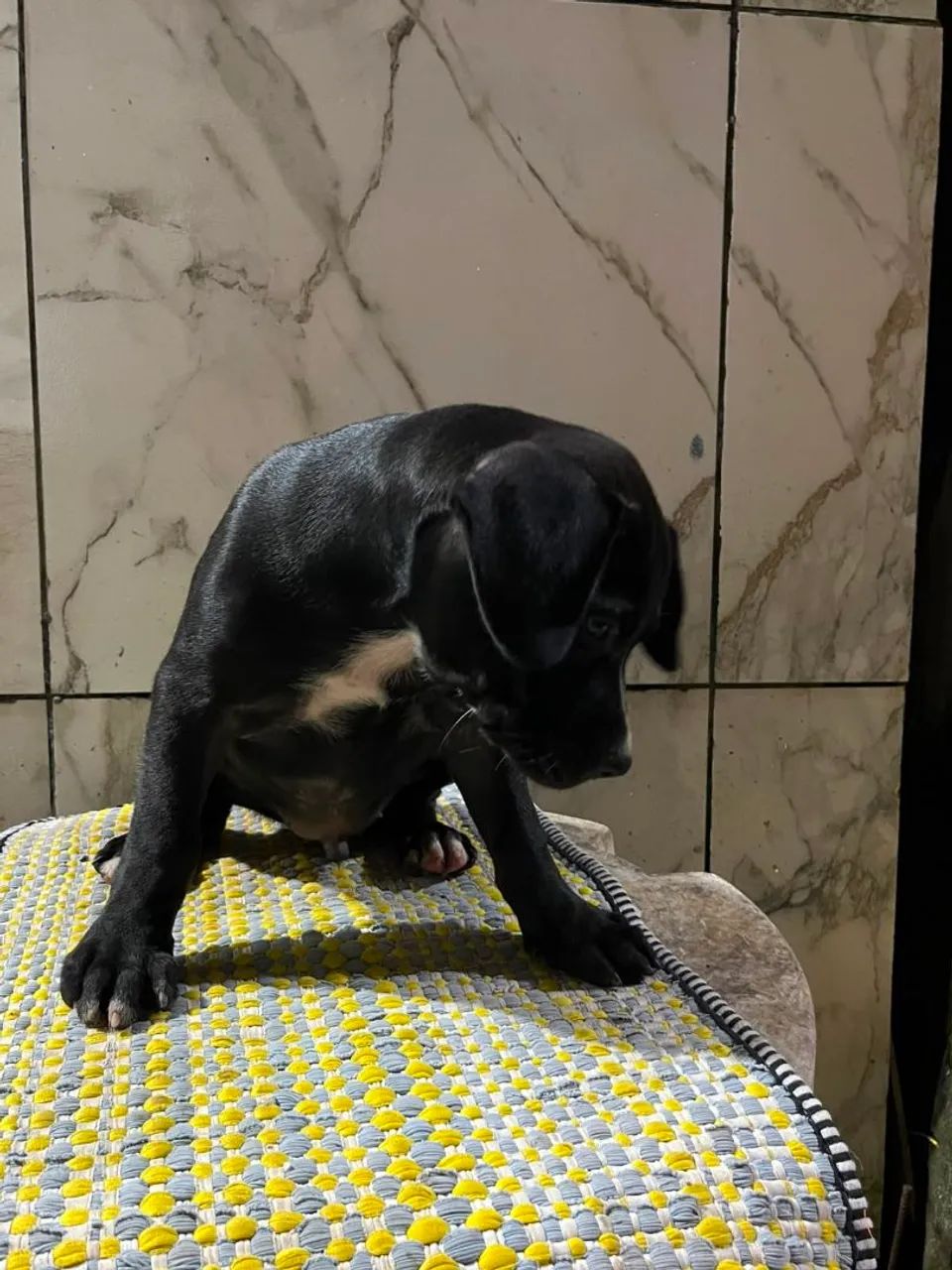 Cachorros  - Foto 2