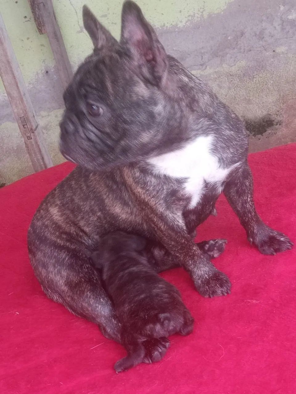 Mãe e filha venda Bulldog francês  - Foto 2