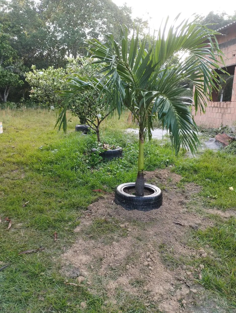 Vendo ou troco lindo sítio - Foto 2