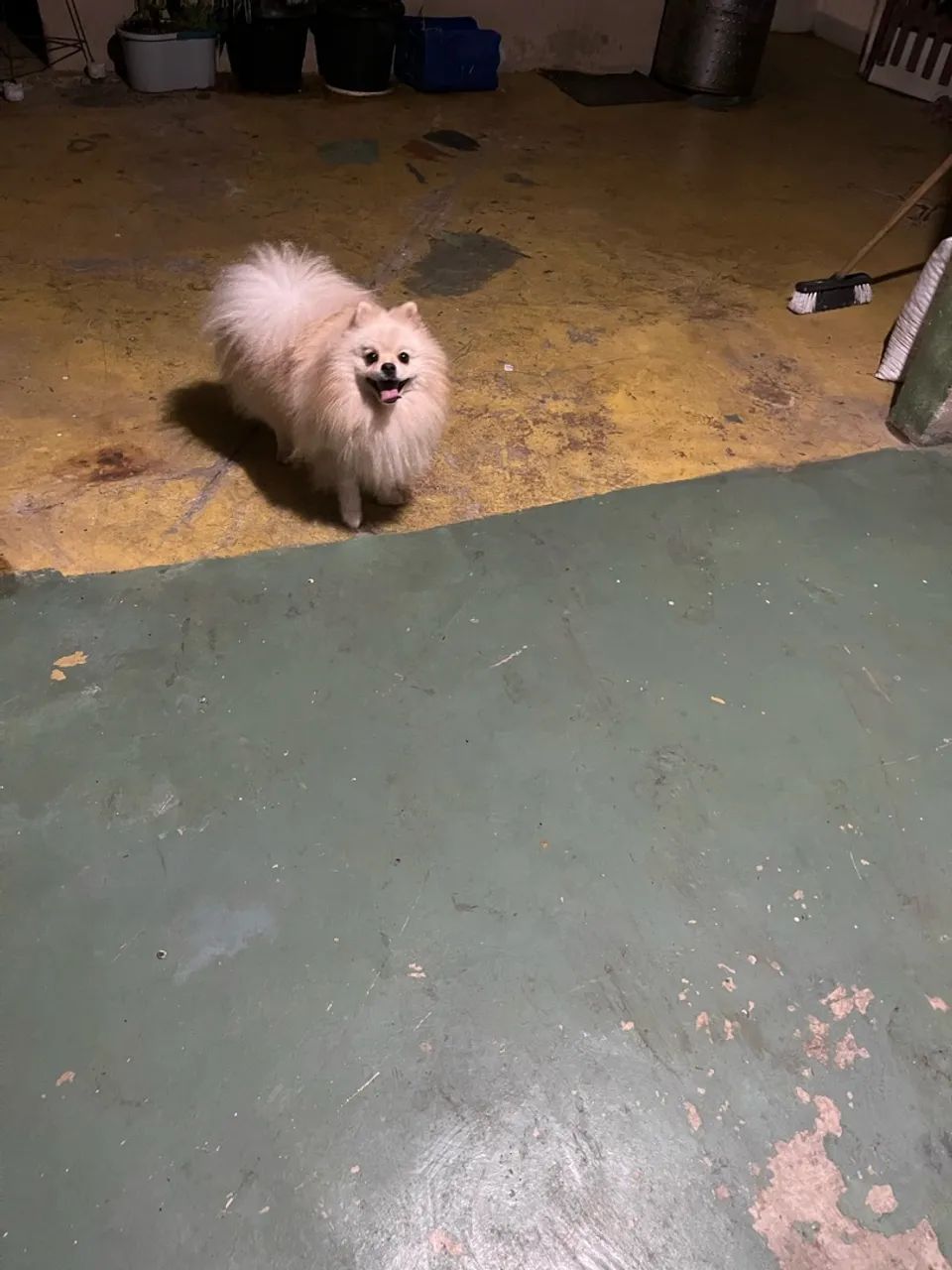 Cachorro Spitz alemão  - Foto 4