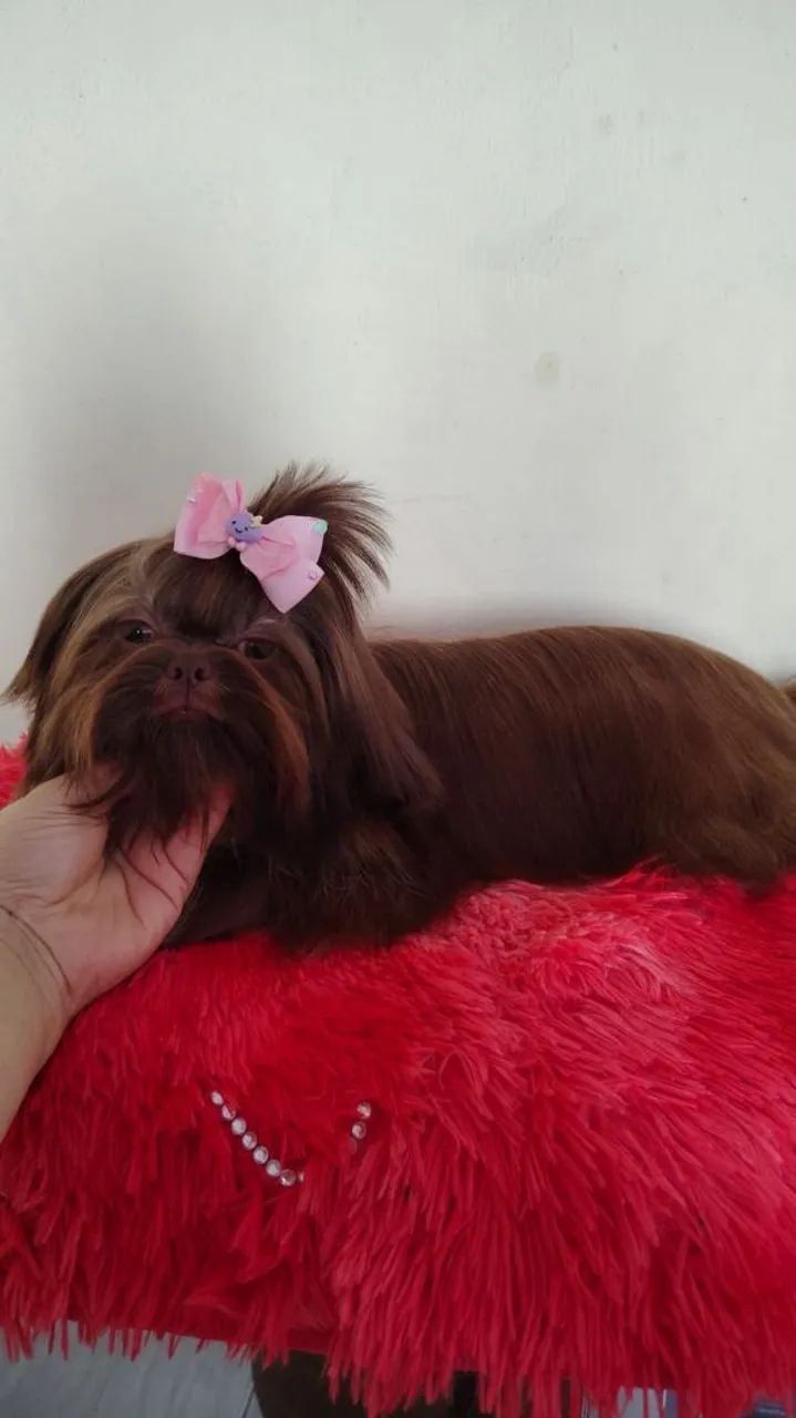 Bombonzinhas ? - Foto 4