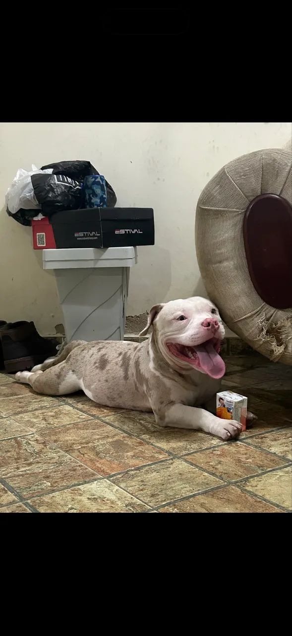 American Bully Exotic Bully - Foto 4