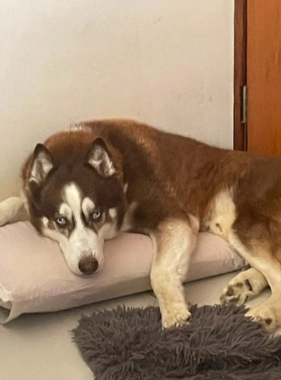 HUSKY MACHO Procurando Namorada - Foto 3