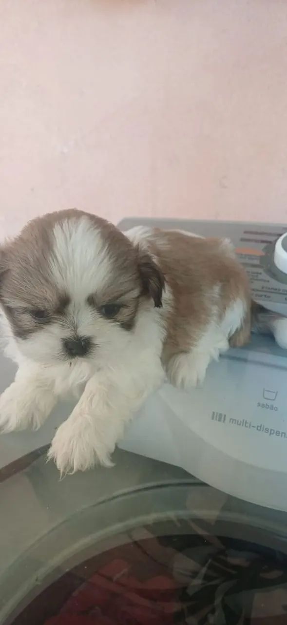 Filhotes de shih-tzu  - Foto 2