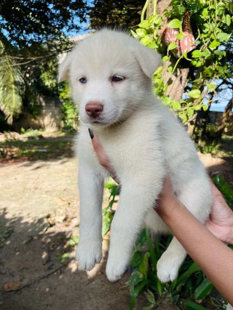 Husky siberiano  - Foto 3
