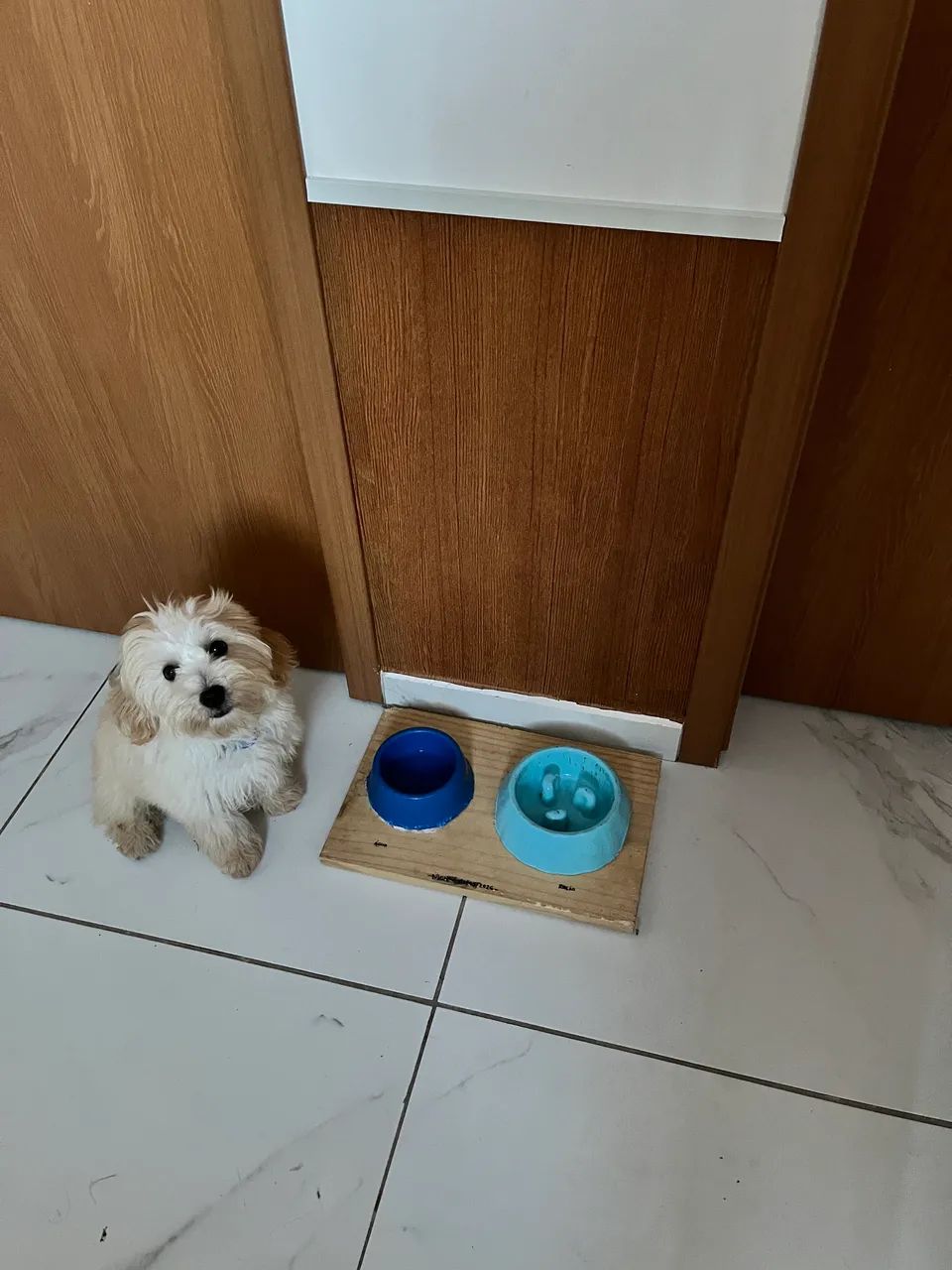 a doação de cachorro 