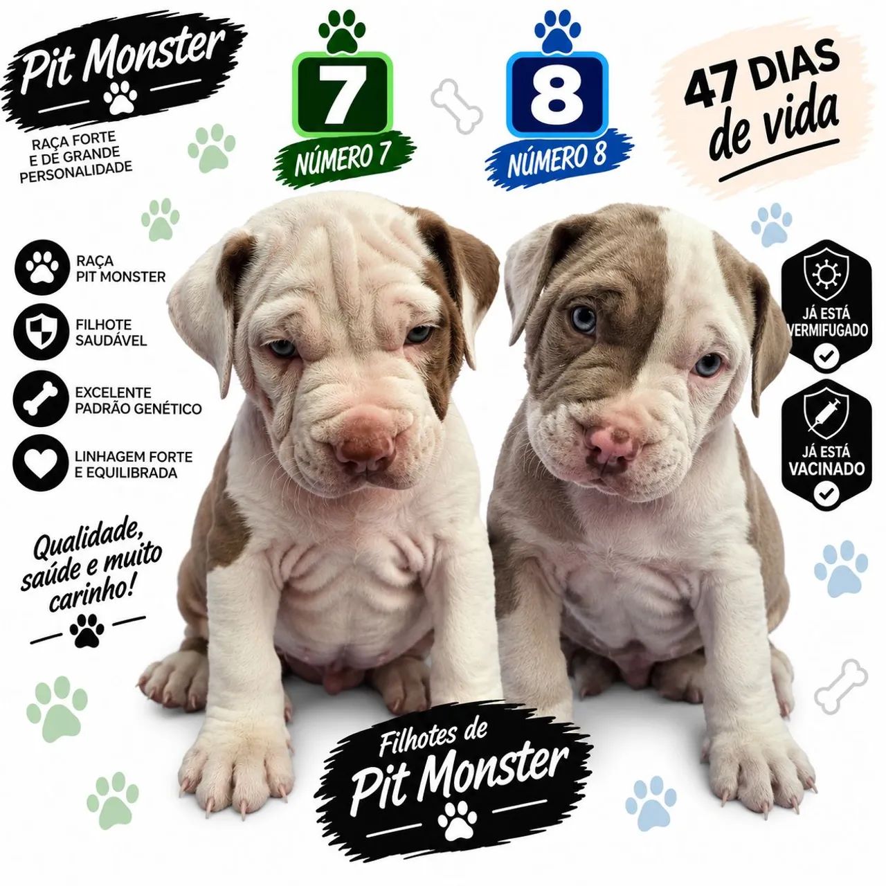 Filhotes de Pitmonster  - Foto 5