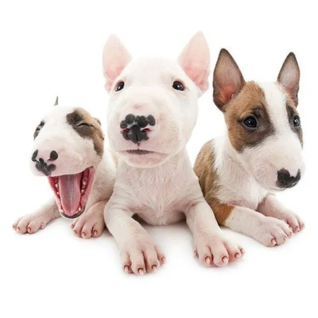 Bull Terrier 
