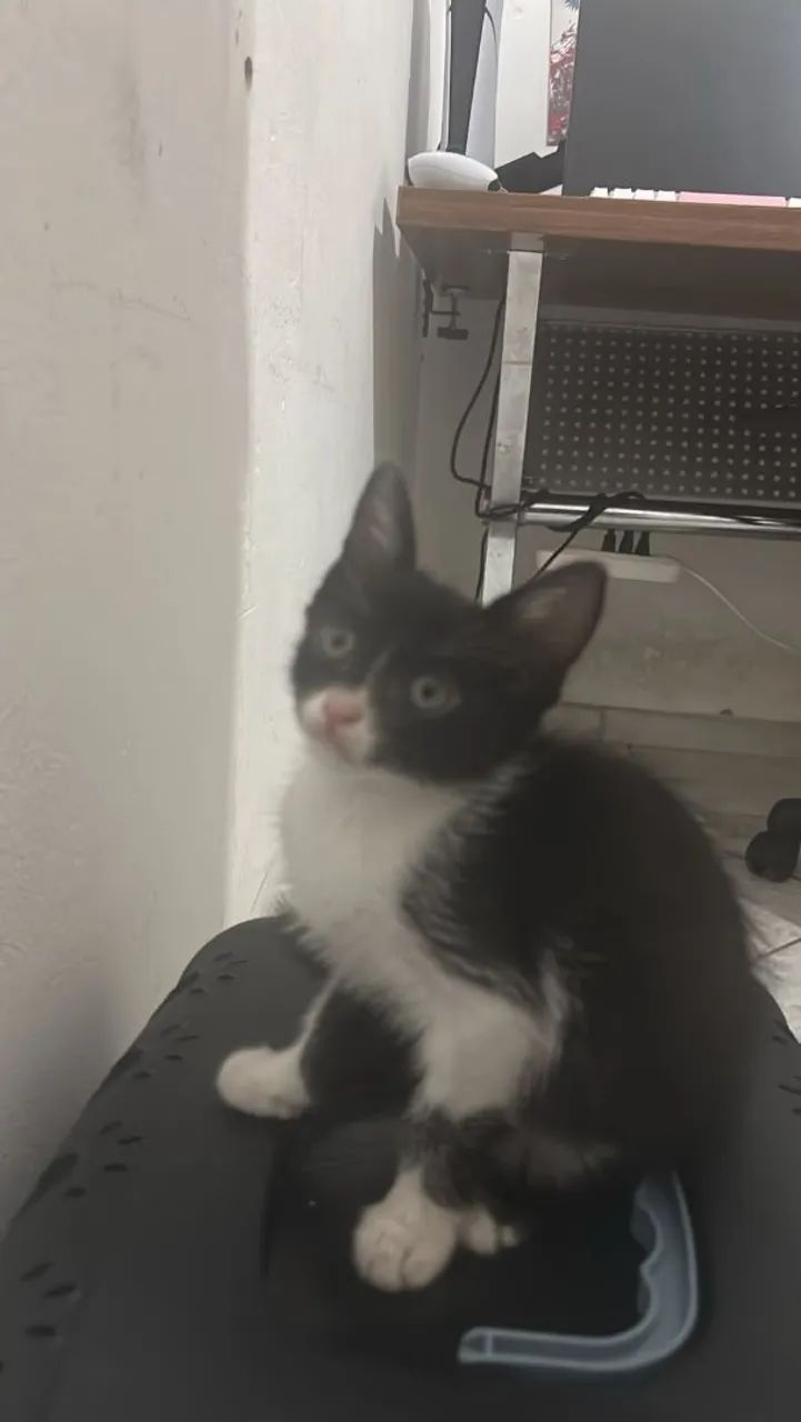 Gatos para doação 