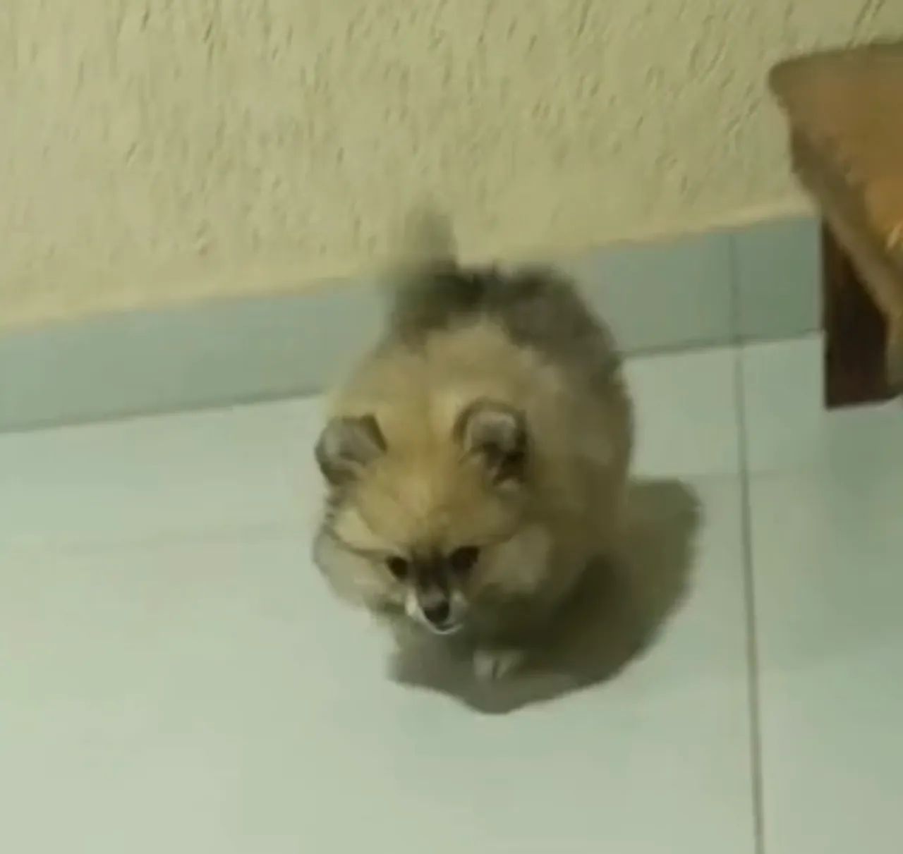 VENDO SPITZ ALEMÃO MACHO
