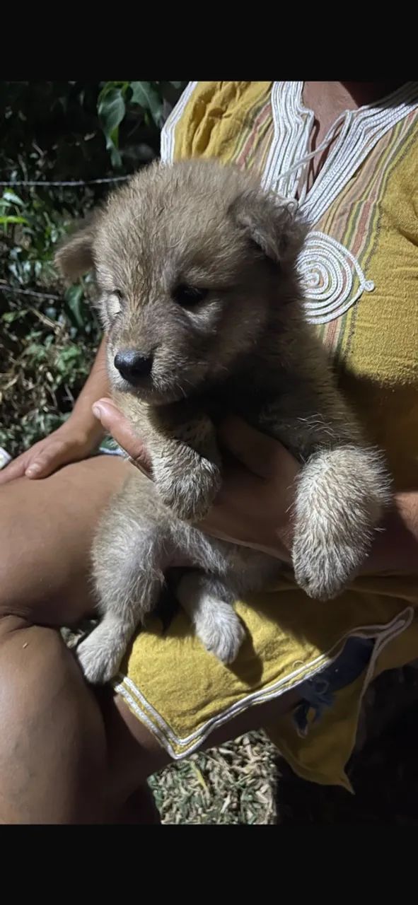 Animais 
