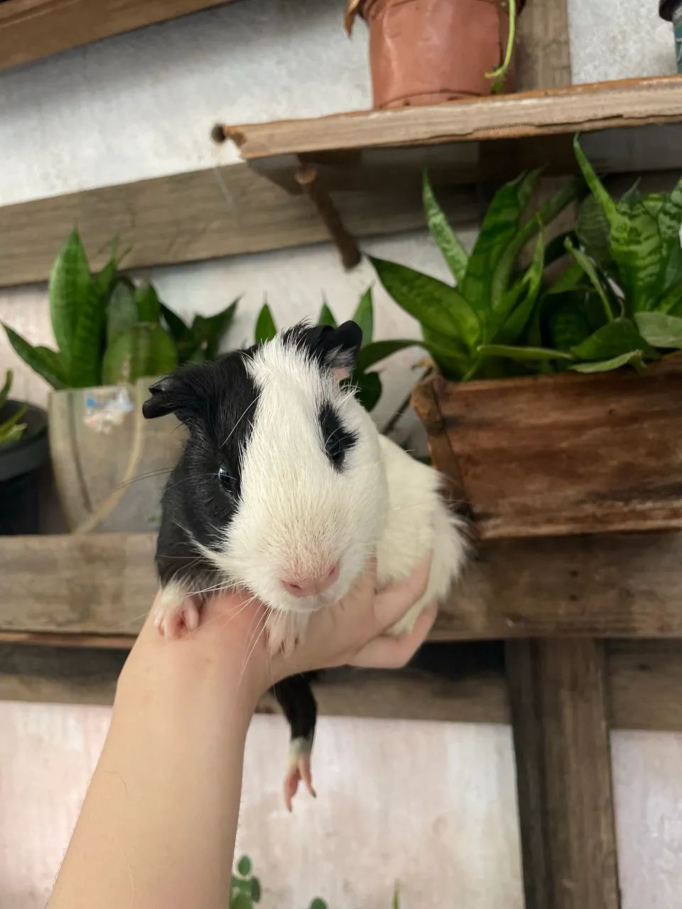 Porquinhos da índia  - Foto 6