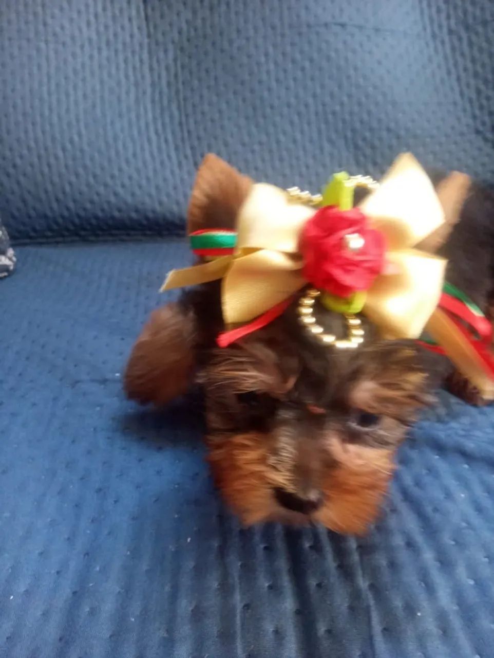 Vendo Yorkshire e Spitz  - Foto 2