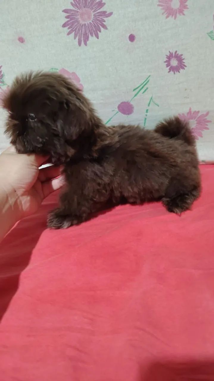 Mini Shih Tzu - Foto 4